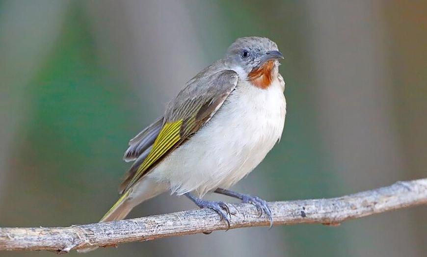 Image 10: Ord River Nature Boat Tour (minimum 2 passengers required)