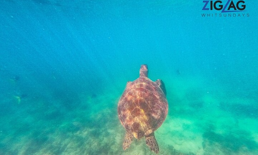 Image 36: Whitsundays Whitehaven Beach Tour: Beaches, Lookouts and Snorkel