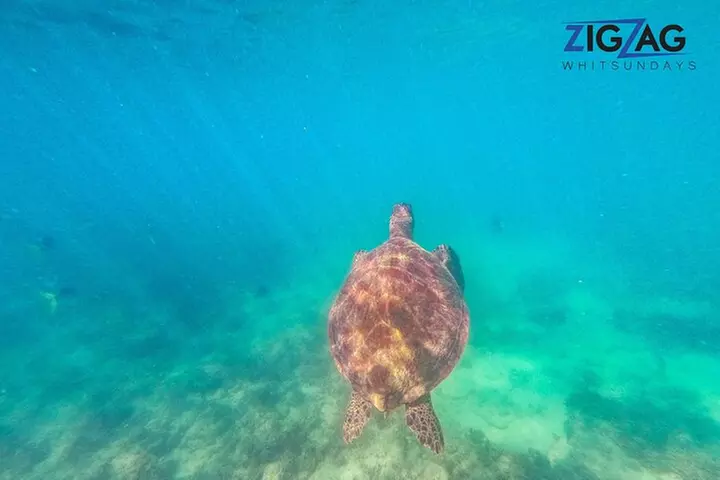 Whitehaven Beach Tour: 2 Options - All Day Beach Or Snorkel