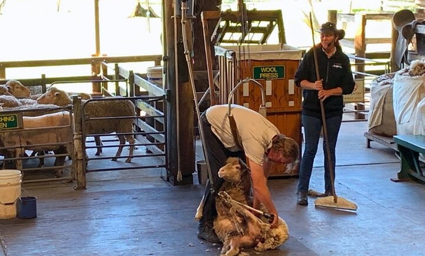 Image 8: Perth Day Tour: Dolphin Cruise, Wildlife Park, and Swan Valley