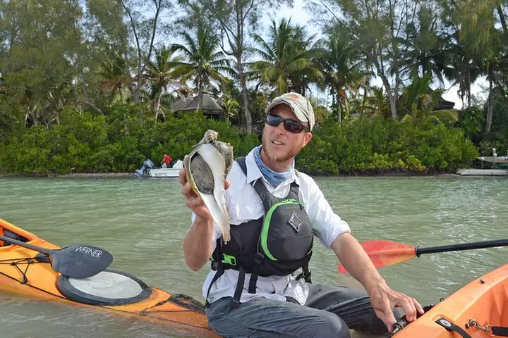 Kayaking with coastal wildlife in Sarasota Bay