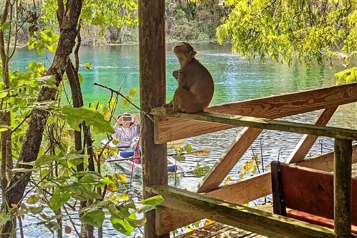 Silver Springs Jungle Kayaking and Paddleboarding - Primary Image