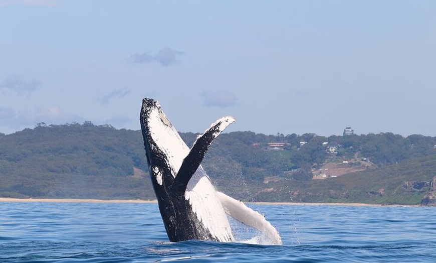 Image 20: Humpback Whale Encounter Tour from Newcastle