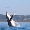 Image 20: Humpback Whale Encounter Tour from Newcastle