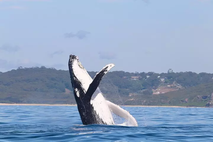 Humpback Whale Encounter Tour from Newcastle