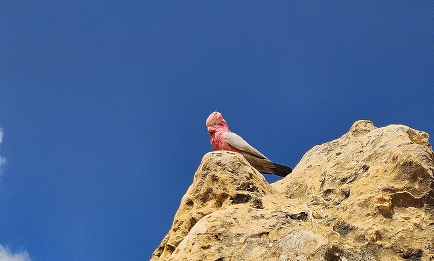 Image 13: 2 Days One Night Tour at Pink Lake Natures Window and Pinnacles