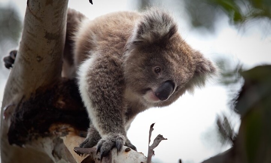 Image 8: Melbourne 2 or 3 Day Unlimited Pass