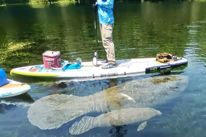 Clear Kayak or Paddleboard Manatee Adventure
