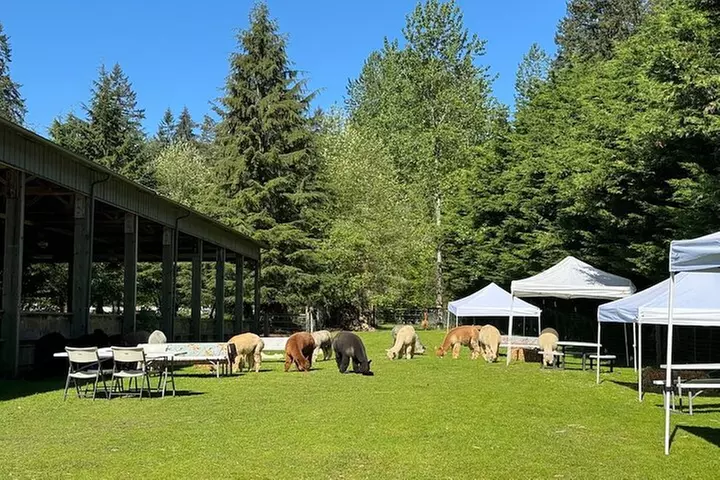 Alpaca Picnic - Immersive Animal Encounter - Seattle Experience - Primary Image