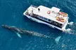 Two-Hour Luxury Whale Watching Tour from Oceanside - Second Medium