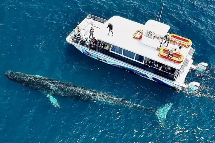 Two-Hour Luxury Whale Watching Tour from Oceanside