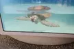 Turtle Hospital and Lower Florida Keys Day Trip from Key West - Second Medium