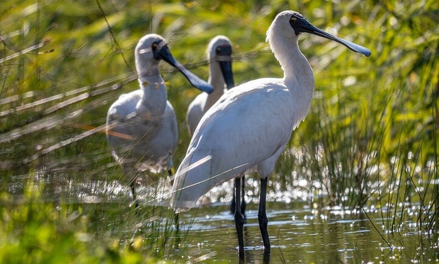 Image 11: Tour from Eden to Merimbula Wetlands Wildlife and Coastline