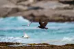 Port Lincoln National Park Half day Tour - Image 7