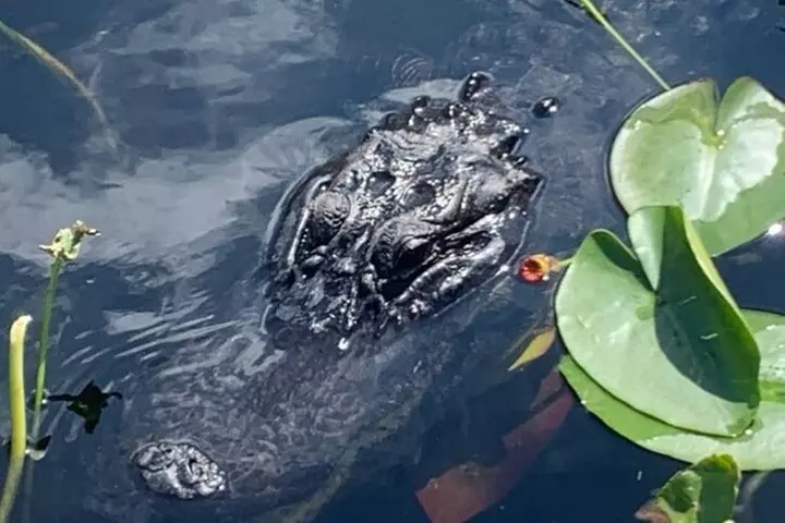60 Minutes Small Group Everglades Airboat Ride in Miami