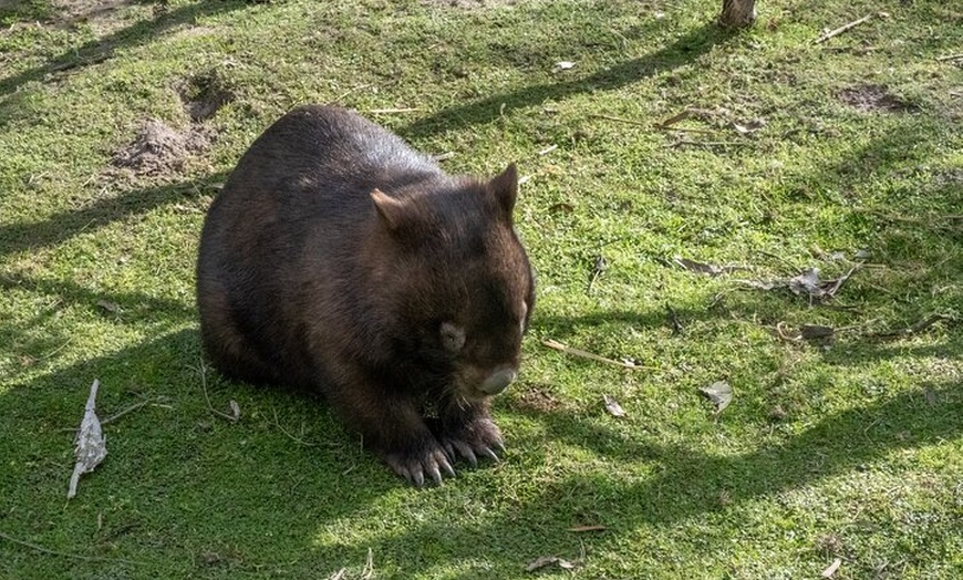 Image 6: Full-Day Phillip Island Tour with Kangaroo, Koala and Penguin Parade