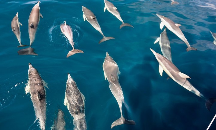 Image 4: Wild Dolphin Watch Cruise