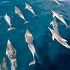 Image 4: Wild Dolphin Watch Cruise