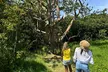 Road to Hana Maui Tours - Second Medium