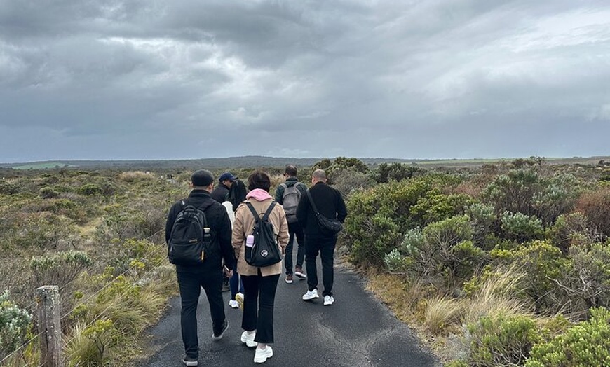 Image 11: Great Ocean Road 12 apostles PRIVATE Luxury Tour 5 PAX all incl.