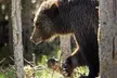 Lamar Valley Wildlife Watching - Second Medium