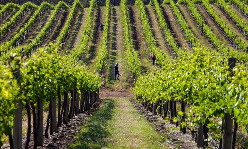 Image 6: Adelaide Cruise Ship Discovery Tour