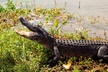 New Orleans Swamp and Bayou Sightseeing Tour with Transportation - Second Medium