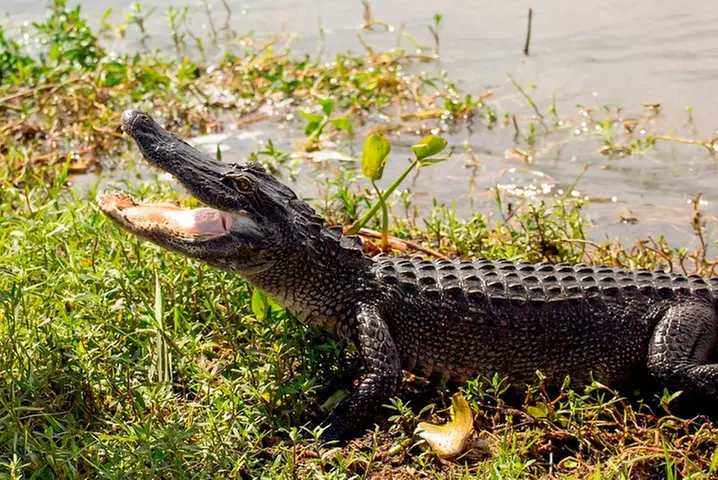 New Orleans Swamp and Bayou Alligator Tour