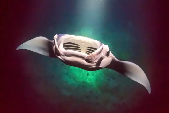 Kona's Best Manta Ray Night Snorkel Small Group Experience
