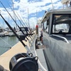 Image 2: Fishing Charter in Pelican Waters
