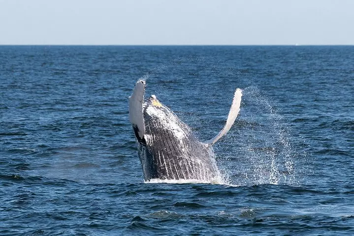 Seastreak New York City Whale Watching Cruise - Primary Image