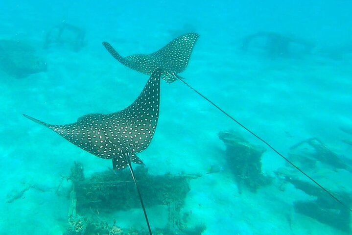 2 ½ - Hour Guided Snorkel Tour of Phil Foster Park, Free Videos!