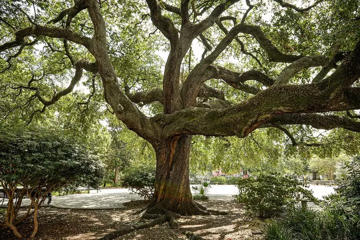 Voodoo Queen of New Orleans Walking Tour