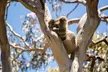 Little Koala Walking Tour - Image 3