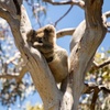 Image 3: Little Koala Walking Tour