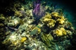 Breathtaking experience driving a speedboat in Cancun with Snorkeling included - Second Medium