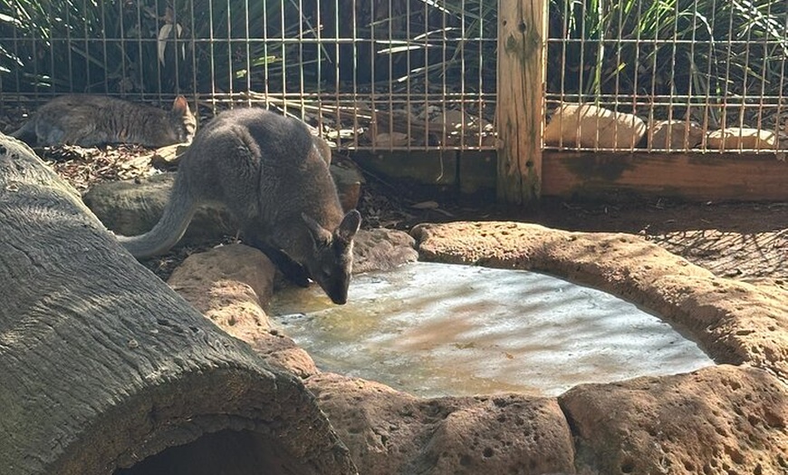 Image 28: PVT Guided Tour: Sydney Opera House and Featherdale Wildlife Park