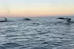 Open Boat Whale Watching - Second Medium