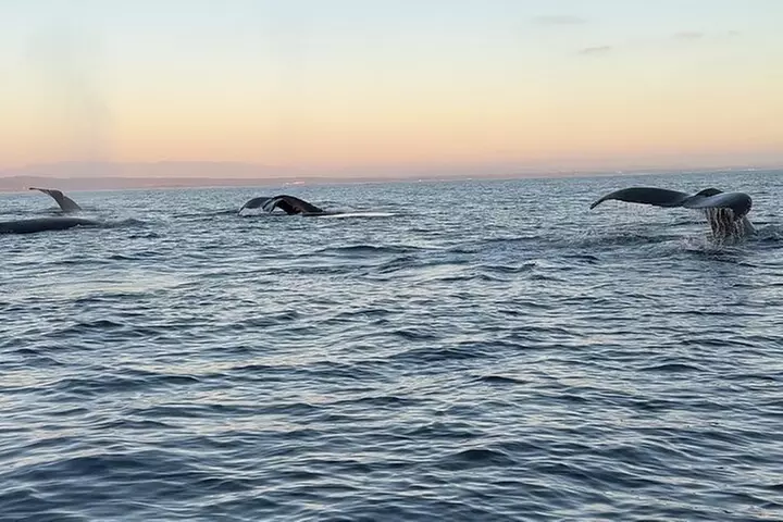Open Boat Whale Watching