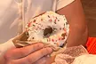 Private Epic Donut Tasting Chicago Tour: History, Culture, Donuts - Second Medium