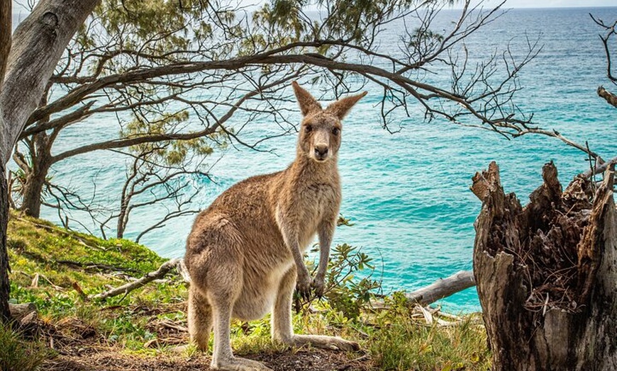 Image 12: Stradbroke Island Eco Day Trip from Brisbane – Wildlife & Beaches