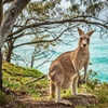 Image 12: Stradbroke Island Eco Day Trip from Brisbane – Wildlife & Beaches