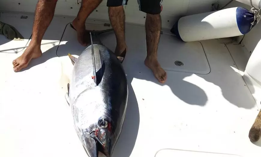 Image 30: Avistamiento de ballenas y pesca con Sea Passion Tenerife: Disfrute...