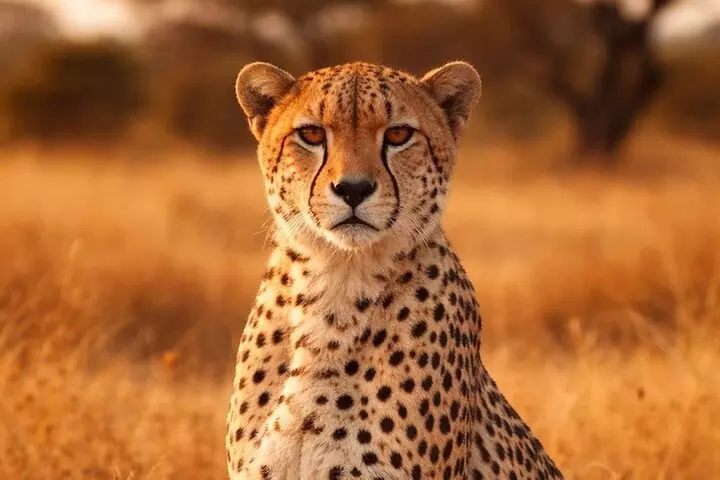 Sonoma Safari Experience - Primary Image