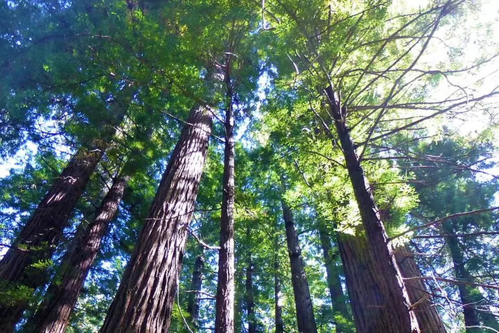 Muir Woods and Sausalito Tour (Half Day)