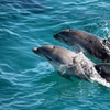 Image 3: 1.5hour Scenic and Wildlife luxury cruise
