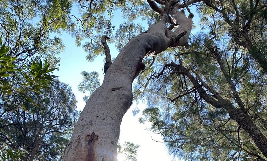 Image 11: Sydney: Ku-ring-gai Chase National Park with Hike, Swim, Picnic