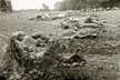 Blood on the Battlefield Ages 16+ - Second Medium