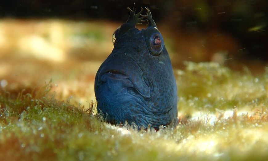 Image 4: Snorkeling Adventure for Kids with Private Guide In Sydney