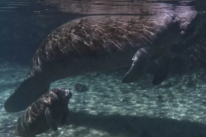 VIP Private Manatee Swim Tour - Primary Image